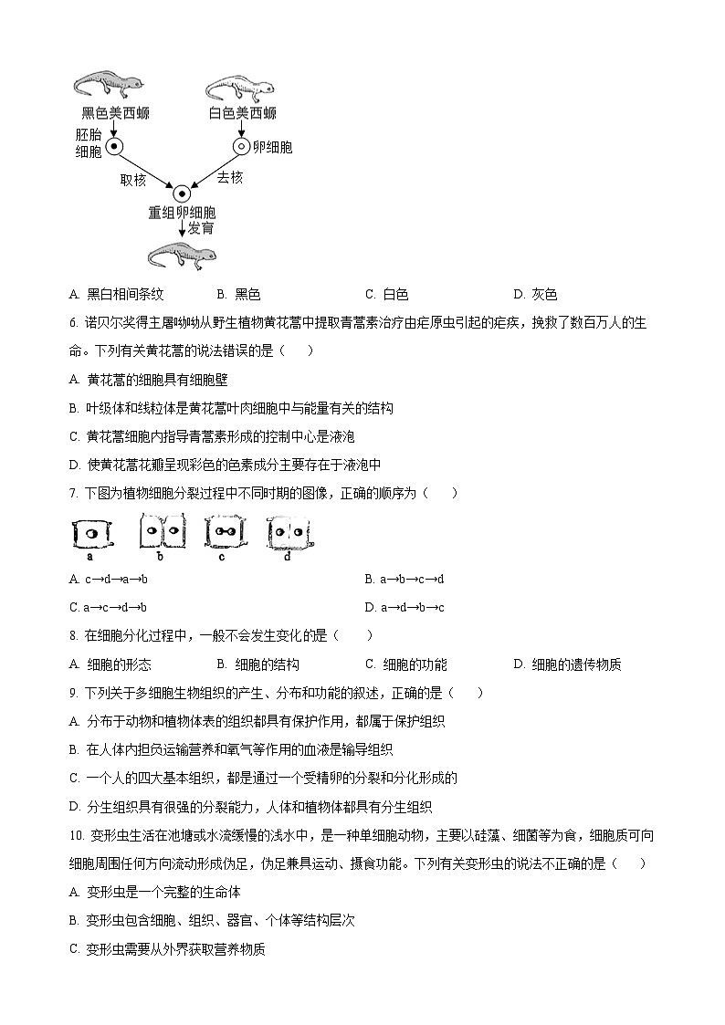 辽宁省沈阳市第七中学2024-2025学年七年级上学期期中生物试题（原卷版）-A4第2页