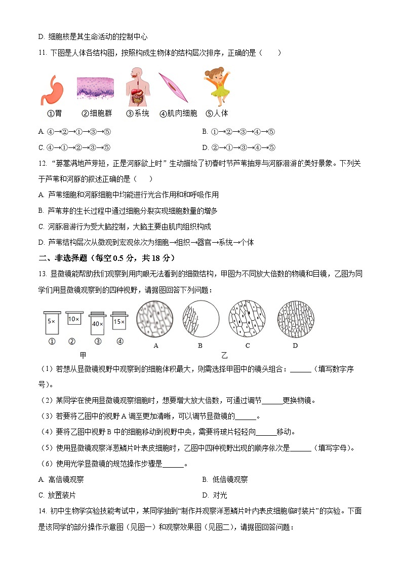 辽宁省沈阳市第七中学2024-2025学年七年级上学期期中生物试题（原卷版）-A4第3页