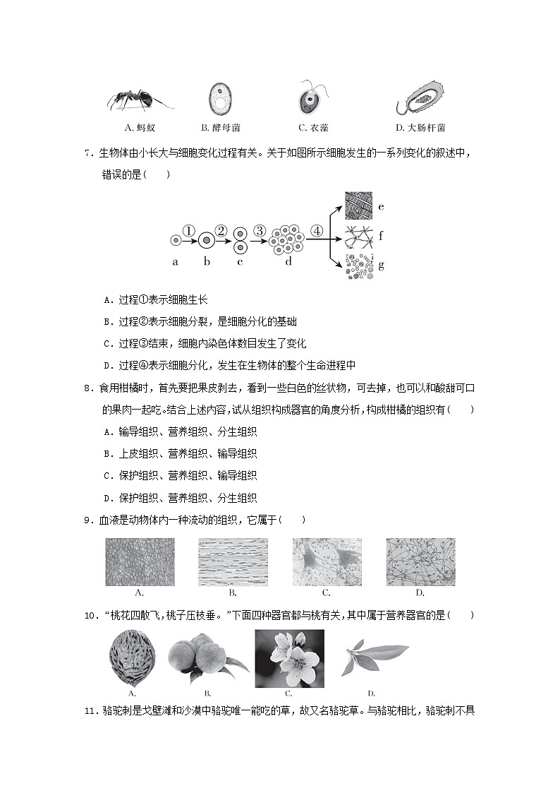 2024七年级生物上学期期中学情评估试卷（附答案冀少版）第2页