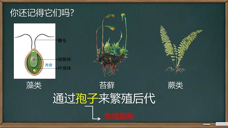 初中  生物  人教版（2024）  七年级上册第二节 种子植物 课件第2页