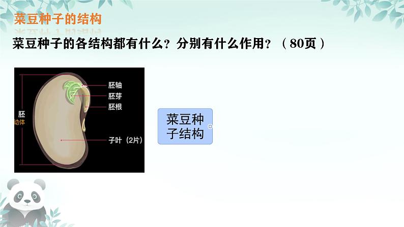 初中  生物  人教版（2024）  七年级上册第二节 种子植物 课件第6页