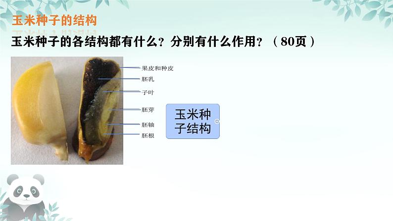 初中  生物  人教版（2024）  七年级上册第二节 种子植物 课件第8页