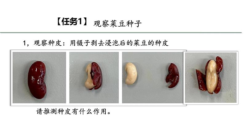 初中  生物  人教版（2024）  七年级上册第二节 种子植物 课件第8页