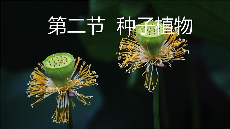 初中  生物  人教版（2024）  七年级上册第二节 种子植物 课件第1页