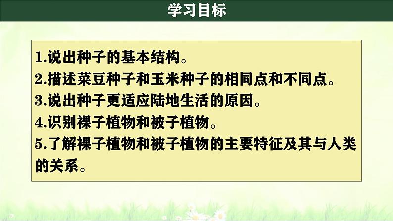 初中  生物  人教版（2024）  七年级上册第二节 种子植物 课件第3页