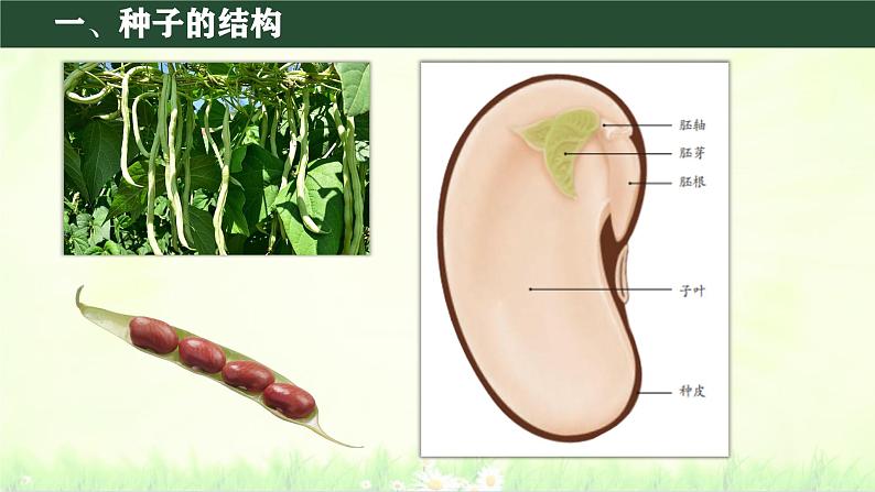 初中  生物  人教版（2024）  七年级上册第二节 种子植物 课件第5页