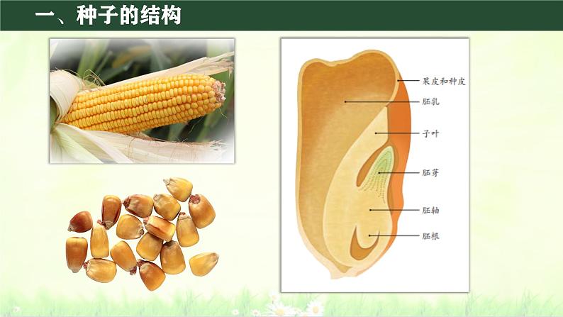 初中  生物  人教版（2024）  七年级上册第二节 种子植物 课件第7页