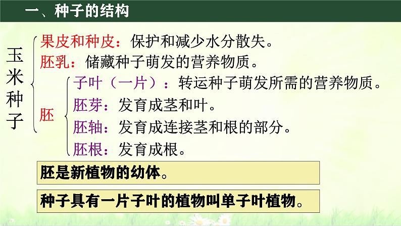 初中  生物  人教版（2024）  七年级上册第二节 种子植物 课件第8页