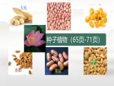 初中  生物  人教版（2024）  七年级上册第二节 种子植物 课件