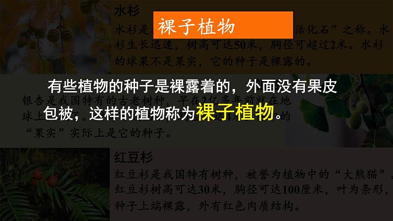 初中  生物  人教版（2024）  七年级上册第二节 种子植物 课件第5页