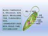 2024七年级生物上册第一单元生物和细胞第三章从细胞到生物体第四节单细胞生物课件（人教版）