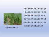 2024七年级生物上册第一单元生物和细胞第一章认识生物第一节观察周边环境中的生物课件（人教版）