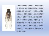 2024七年级生物上册第一单元生物和细胞第一章认识生物第一节观察周边环境中的生物课件（人教版）