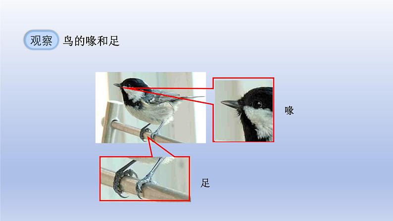 三 鸟和哺乳动物第8页