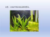 2024七年级生物上册第二单元多种多样的生物第二章动物的类群第二节脊椎动物一鱼课件（人教版）