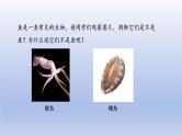 2024七年级生物上册第二单元多种多样的生物第二章动物的类群第一节无脊椎动物课件（人教版）