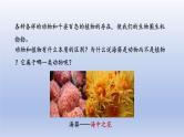 2024七年级生物上册第二单元多种多样的生物第二章动物的类群第一节无脊椎动物课件（人教版）