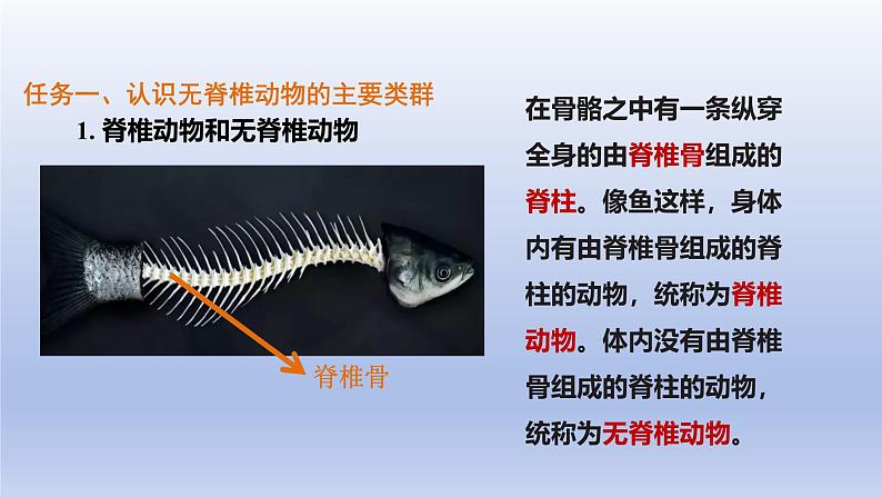 2024七年级生物上册第二单元多种多样的生物第二章动物的类群第一节无脊椎动物课件（人教版）第7页