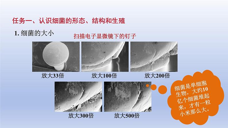 2024七年级生物上册第二单元多种多样的生物第三章微生物第二节细菌课件（人教版）第6页