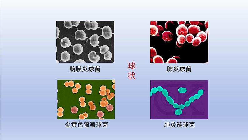 2024七年级生物上册第二单元多种多样的生物第三章微生物第二节细菌课件（人教版）第8页