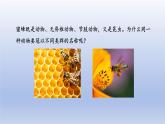 2024七年级生物上册第二单元多种多样的生物第四章第二节从种到界课件（人教版）