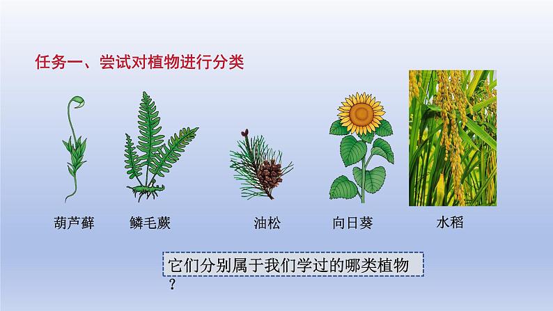 2024七年级生物上册第二单元多种多样的生物第四章第一节尝试对生物进行分类课件（人教版）第6页