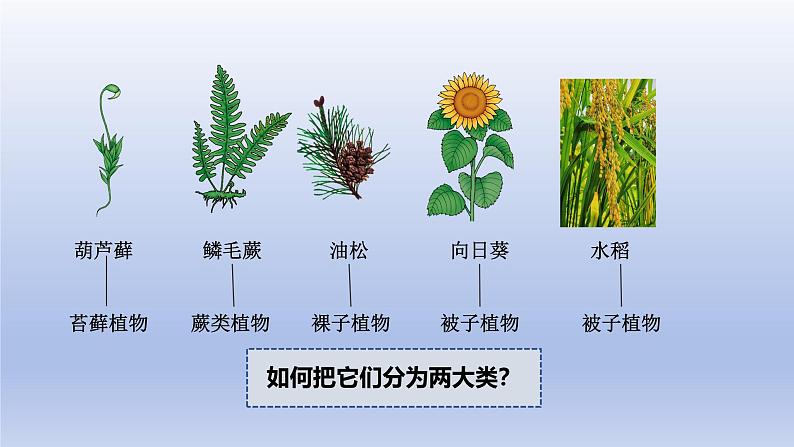 2024七年级生物上册第二单元多种多样的生物第四章第一节尝试对生物进行分类课件（人教版）第7页