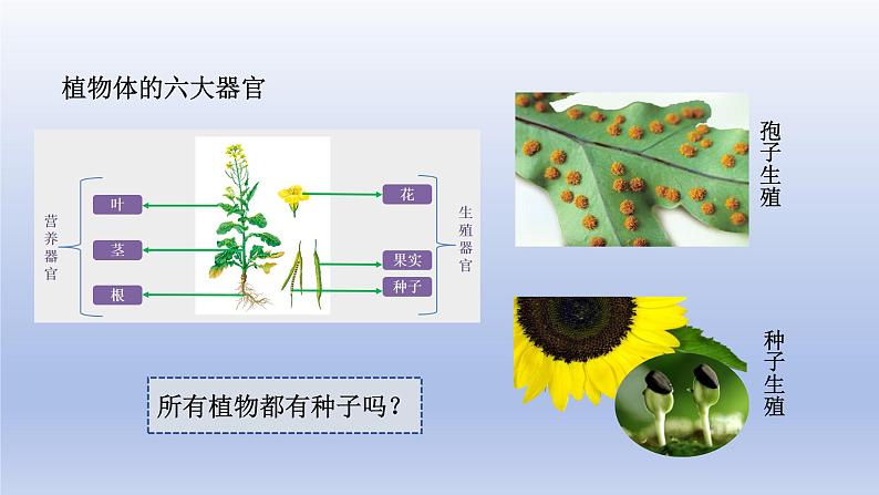 2024七年级生物上册第二单元多种多样的生物第四章第一节尝试对生物进行分类课件（人教版）第8页