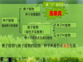 初中  生物  人教版（2024）  七年级上册第二节 种子植物 课件