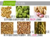 初中  生物  人教版（2024）  七年级上册第二节 种子植物 课件