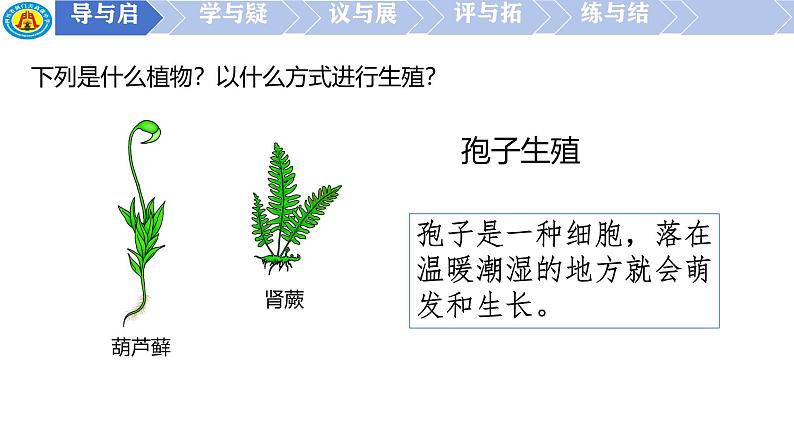 初中  生物  人教版（2024）  七年级上册第二节 种子植物 课件第1页