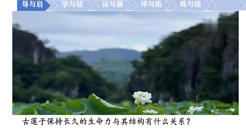 初中  生物  人教版（2024）  七年级上册第二节 种子植物 课件第2页