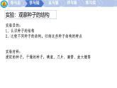 初中  生物  人教版（2024）  七年级上册第二节 种子植物 课件