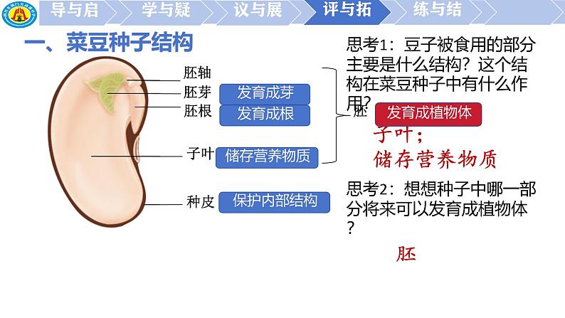 初中  生物  人教版（2024）  七年级上册第二节 种子植物 课件第7页