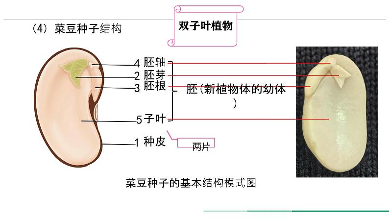 初中  生物  人教版（2024）  七年级上册第二节 种子植物 课件第5页