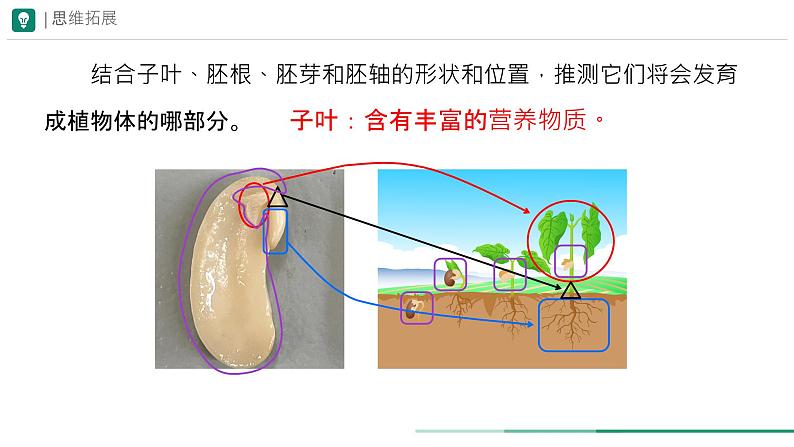 初中  生物  人教版（2024）  七年级上册第二节 种子植物 课件第6页