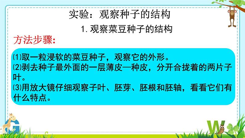 初中  生物  人教版（2024）  七年级上册第二节 种子植物 课件第7页