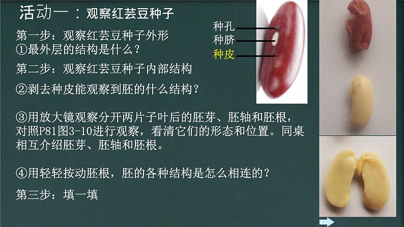 初中  生物  人教版（2024）  七年级上册第二节 种子植物 课件第7页