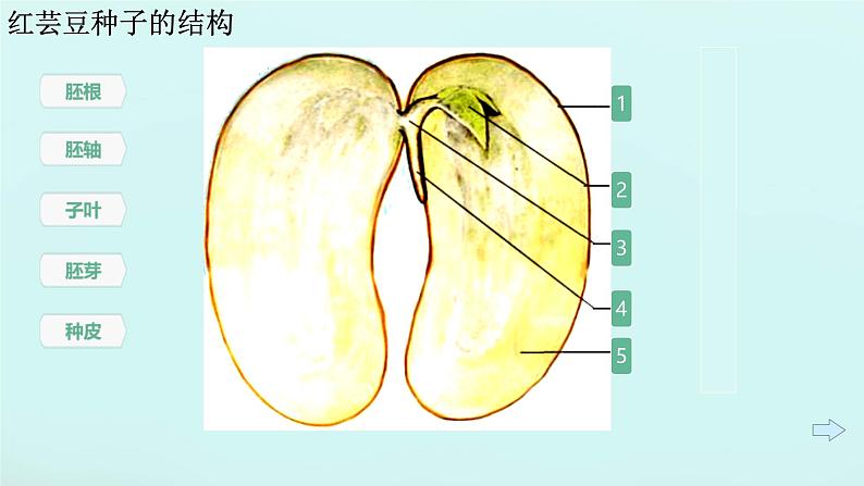 初中  生物  人教版（2024）  七年级上册第二节 种子植物 课件第8页