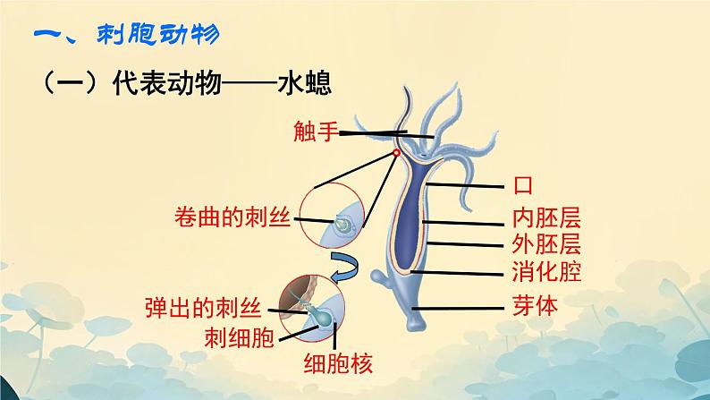 初中  生物  人教版（2024）  七年级上册第一节 无脊椎动物 课件第7页