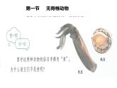 初中  生物  人教版（2024）  七年级上册第一节 无脊椎动物 课件