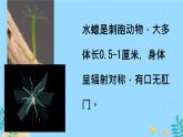 初中  生物  人教版（2024）  七年级上册第一节 无脊椎动物 课件