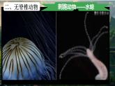 初中  生物  人教版（2024）  七年级上册第一节 无脊椎动物 课件