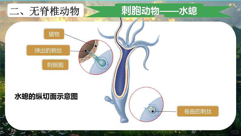 初中  生物  人教版（2024）  七年级上册第一节 无脊椎动物 课件第6页