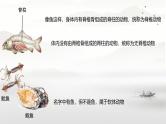初中  生物  人教版（2024）  七年级上册第一节 无脊椎动物 课件