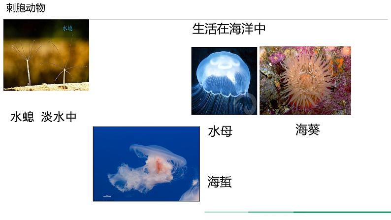 初中  生物  人教版（2024）  七年级上册第一节 无脊椎动物 课件第3页