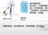 初中  生物  人教版（2024）  七年级上册第一节 无脊椎动物 课件