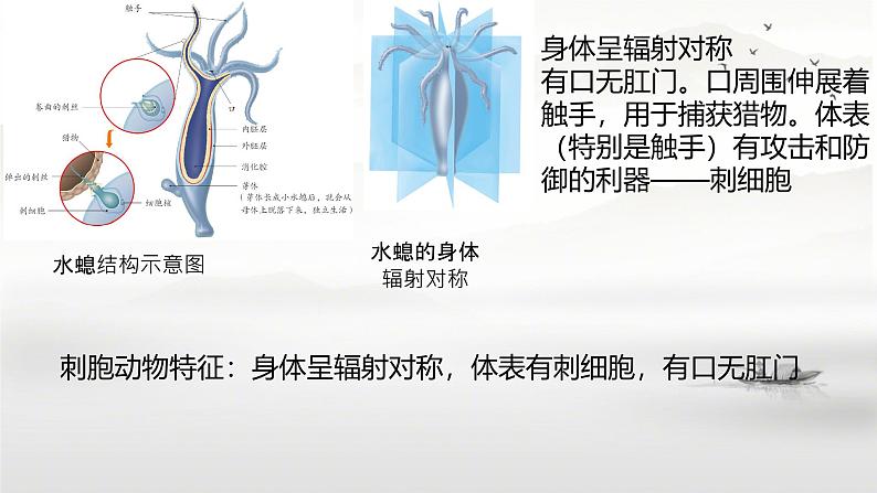 初中  生物  人教版（2024）  七年级上册第一节 无脊椎动物 课件第4页