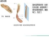 初中  生物  人教版（2024）  七年级上册第一节 无脊椎动物 课件
