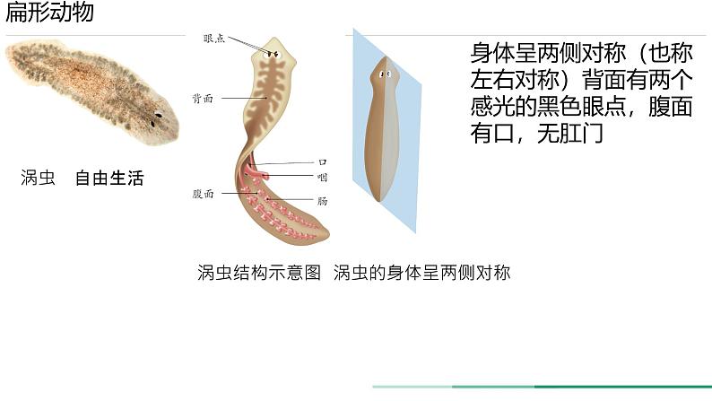 初中  生物  人教版（2024）  七年级上册第一节 无脊椎动物 课件第5页